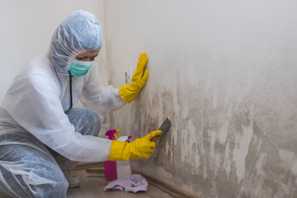 Best Toxic Mold Removal  in Tonka Bay, MN