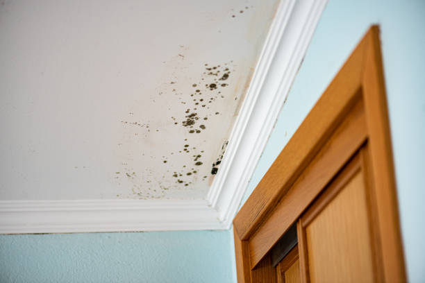 Best Attic Mold Removal  in Tonka Bay, MN