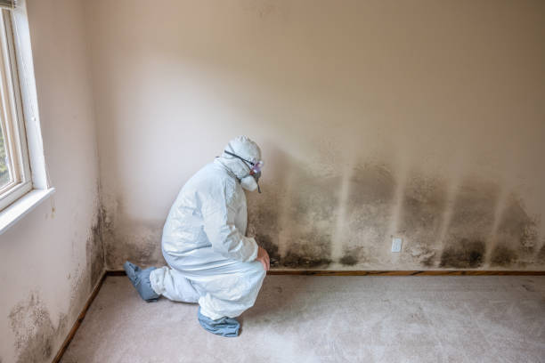 Best Mold Damage Repair  in Tonka Bay, MN